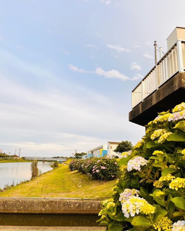今日から6月ですね。

一日お疲れ様でした。

写真は  #道の駅たこあじさい館  栗山川沿いの 紫陽花になります。

白、紫、ピンク、色とりどり、とても綺麗に咲いてました✨

オレンジ色に染まる夕焼け空も素敵でした。

紫陽花はまだこれからも咲いてきますので、お近くにいらした方は是非見にいらして下さい♪

台風がちょうどきている地域、これから来る地域にお住いの皆さんどうかお気をつけてお過ごしください。

鎌形建設アカウントはこちら
@kamagatakk 

鎌形建設は千葉県の総合建設会社になります。
ぜひホームページもご覧下さい♪

写真、投稿 ：広報担当 花島

 #あじさい
 #栗山川
 #道の駅たこあじさい館 
 #道の駅
 #社屋
 #たんぼ 
 #夕日
 #夕焼け空
 #オレンジ色
 #道の駅多古
