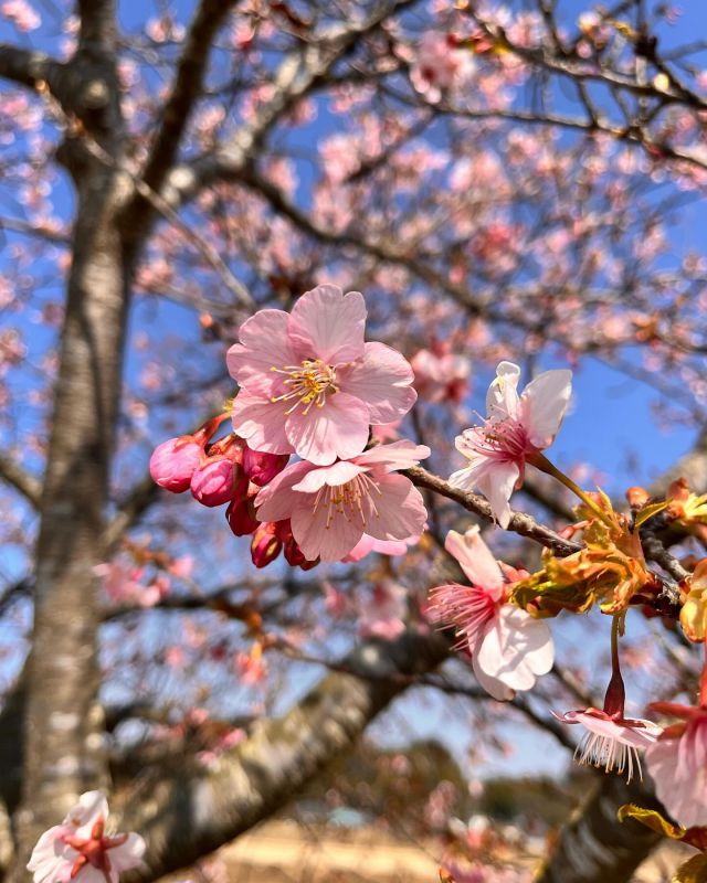 今日も一日お疲れ様でした

こちらは大粒の雨が降ってますが
皆様の地域はどうですか？

体調に気をつけてお過ごし下さい

本日の写真は多古町の栗山川沿いに咲いた
河津桜になります🌸

撮影は少し前になりますので今はもう…
しかしこれから道路側沿いにソメイヨシノが
咲いてきますので楽しみです♪

川沿いの河津桜には鎌形建設と鎌形社長の桜が
仲良く並んであります

とても綺麗に咲いてました✨

またソメイヨシノが咲きましたら
投稿をさせていただきます♪

鎌形建設のアカウントはこちら
@kamagatakk 
鎌形建設の色々、多古町の投稿をしてます
ぜひ過去投稿も宜しくお願いします🙏

写真、投稿：広報担当 花島

 #桜
 #多古町
 #河津桜
 #栗山川
 #道の駅
 #道の駅多古あじさい館