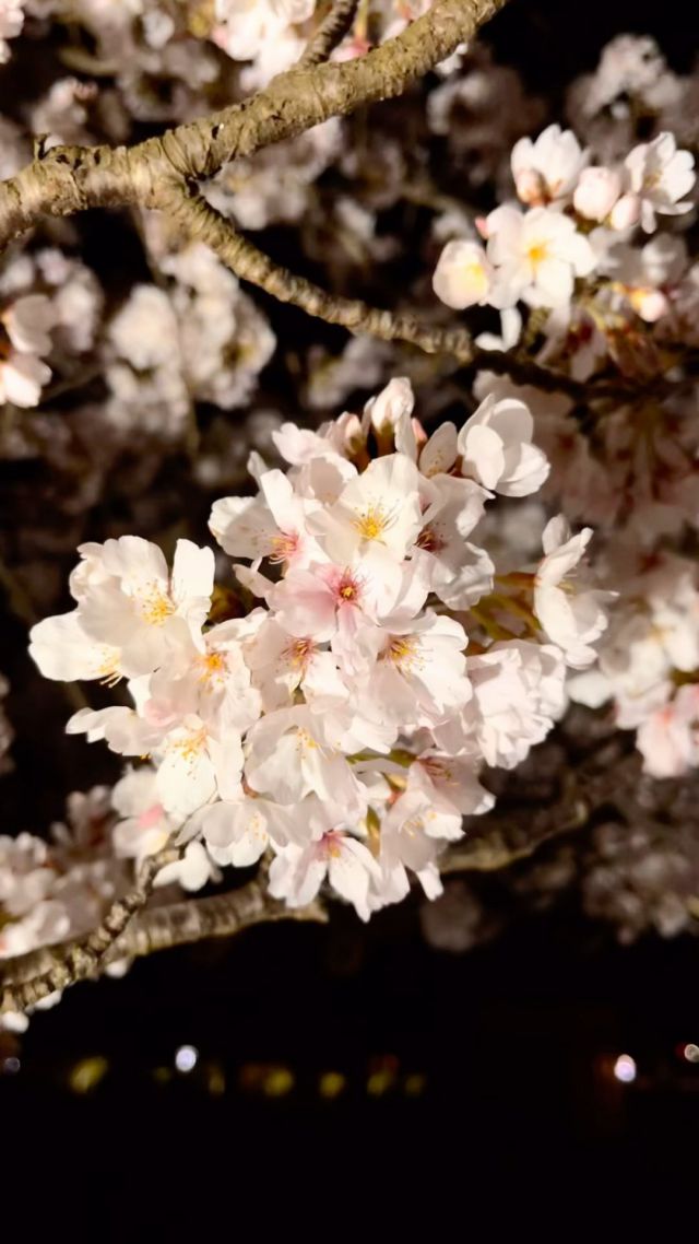 今日も1日お疲れ様でした。
⁡
多古町の桜も満開になりました🌸

⁡
昨日の夜にソメイヨシノの桜並木を撮影してきました、とても綺麗で美しかったです✨️

⁡
栗山川沿いに三月には河津桜が咲き
今はソメイヨシノが美しい桜並木を魅せてくれました♪
⁡
⁡
梅雨の時期は紫陽花が咲き誇ります
⁡
⁡
お近くにお越しの際は
道の駅多古あじさい館へお立ち寄り下さい😊

鎌形建設アカウントはこちら
@kamagatakk
鎌形建設の出来事などを投稿してます♪

撮影、記事：広報担当 花島

 #栗山川
 #多古町
 #桜
 #桜並木
 #道の駅多古あじさい館 
 #道の駅
 #道沿い
 #川